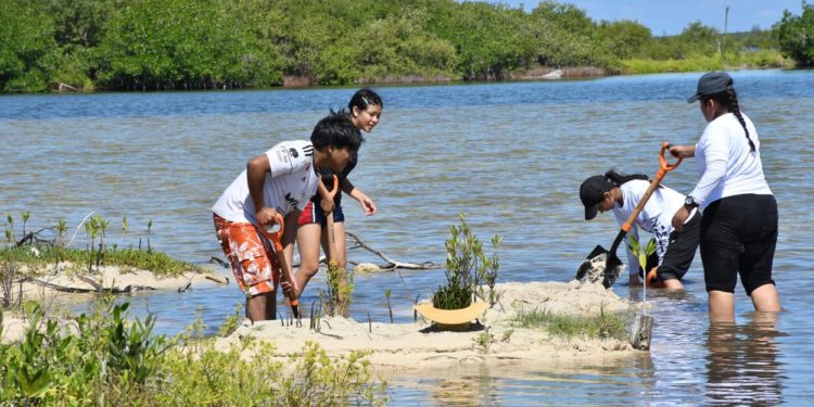 La FPMC encabezó una jornada de restauración de manglar con los Jóvenes MAB y los Guardianes del Mar 