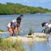 La FPMC encabezó una jornada de restauración de manglar con los Jóvenes MAB y los Guardianes del Mar