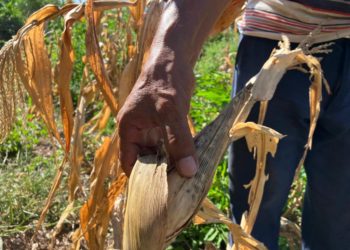 Crisis climática afecta agricultores de maíz en Oaxaca