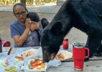 Familia son sorprendidos por un oso devorando su comida en Chipinque