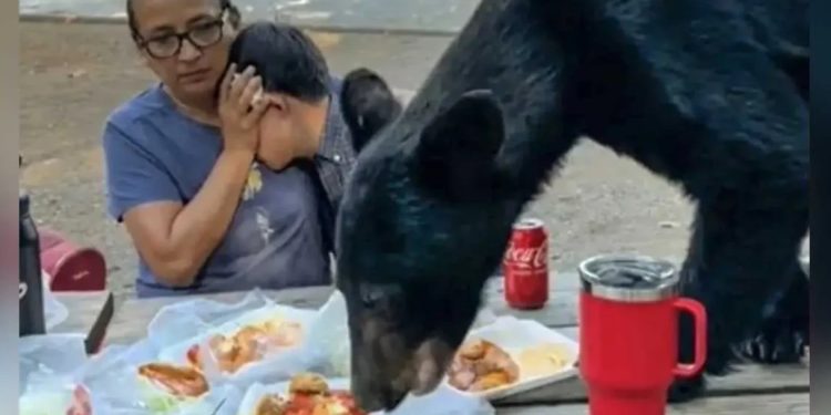 Familia son sorprendidos por un oso devorando su comida en Chipinque