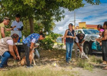 Avanza vacunación antirrábica canina y felina en Quintana Roo