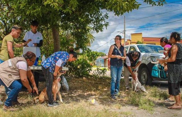 Avanza vacunación antirrábica canina y felina en Quintana Roo
