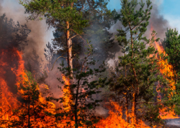 Evacuan a miles de personas tras incendio forestal en el sur de California