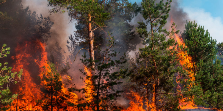 Evacuan a miles de personas tras incendio forestal en el sur de California