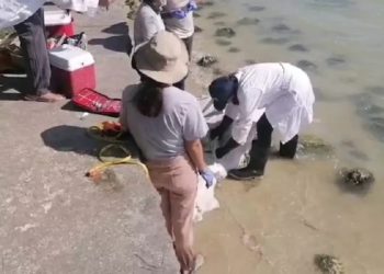 Encuentran manatí sin vida en la Bahía de Chetumal