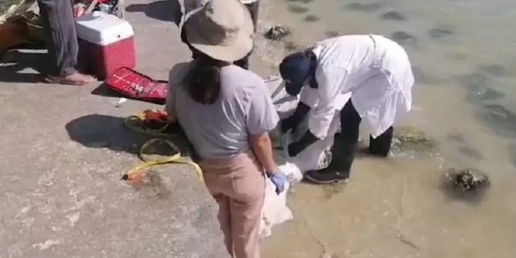Encuentran manatí sin vida en la Bahía de Chetumal