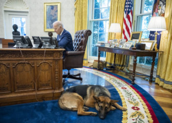 Expulsan a pastor alemán de la Casa Blanca tras morder a varios trabajadores