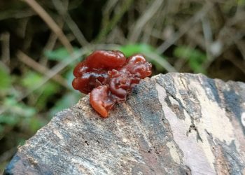 Investigadores del IPN realizan importantes descubrimientos en la Reserva de la Biósfera Isla Cozumel