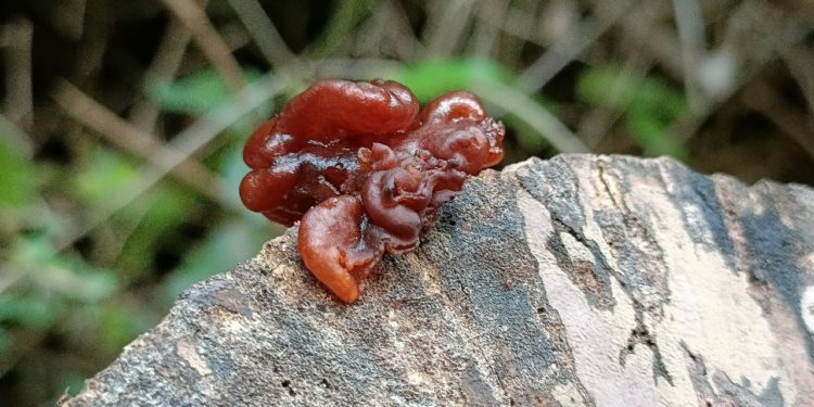 Investigadores del IPN realizan importantes descubrimientos en la Reserva de la Biósfera Isla Cozumel