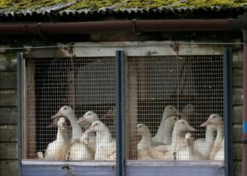Miles de aves fueron sacrificadas por gripe Aviar en Sonora