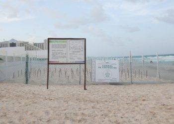 Comprometido gobierno de Ana Paty Peralta en la conservación y cuidado de las tortugas marinas