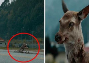 Detectan brote de enfermedad neurológica en ciervos de EU; emiten alerta