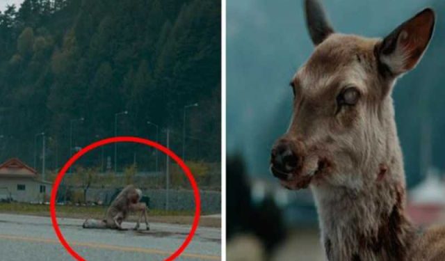 Detectan brote de enfermedad neurológica en ciervos de EU; emiten alerta