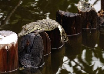 La Fundación de Parques y Museos registra cría de cocodrilo americano en Punta Sur