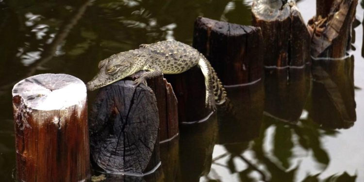 La Fundación de Parques y Museos registra cría de cocodrilo americano en Punta Sur