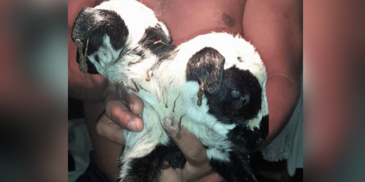 VIRAL: Nace un borrego de dos cabezas en Nacajuca