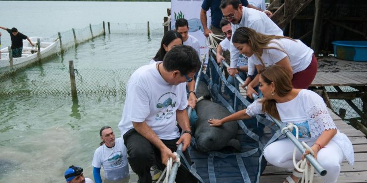 Encabeza Mara Lezama liberación de Pompeyo en el Santuario del Manatí