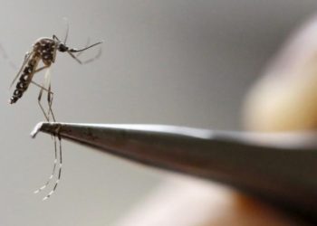 Disminuye notablemente el dengue en Yucatán