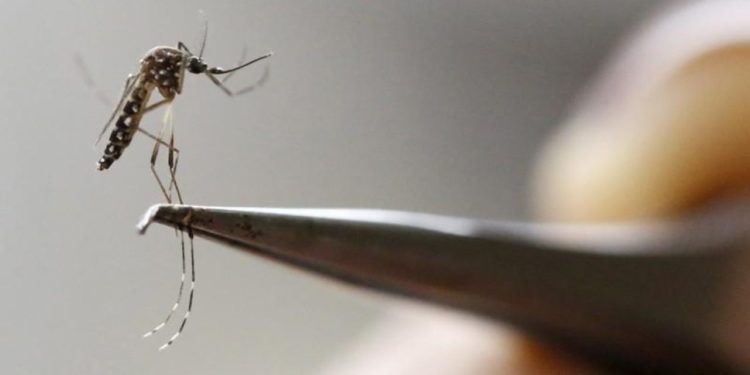 Disminuye notablemente el dengue en Yucatán