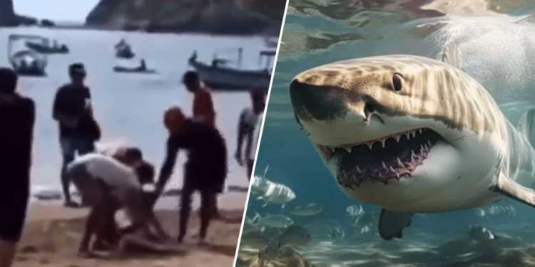 Suspenden playas de Cihuatlán, Jalisco tras ataque de tiburón contra una mujer