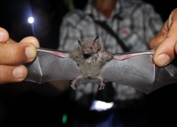 Urge crear conciencia sobre beneficios que tienen los murciélagos: investigadores