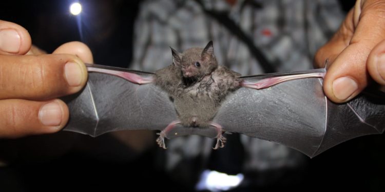 Urge crear conciencia sobre beneficios que tienen los murciélagos: investigadores