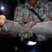 Urge crear conciencia sobre beneficios que tienen los murciélagos: investigadores