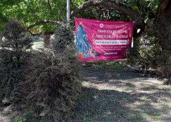 Anuncian «Campaña de acopio de Árboles de Navidad 2024»
