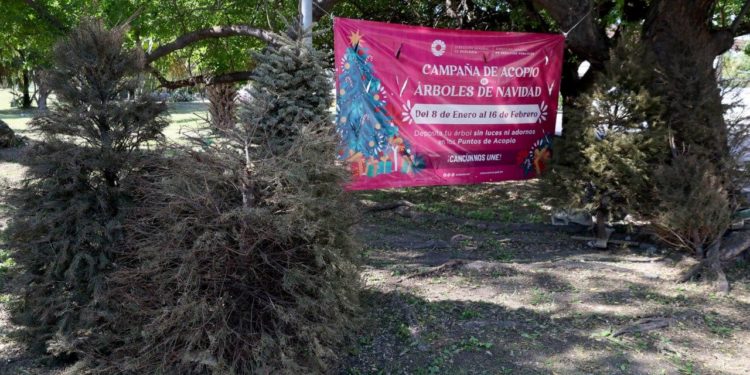 Anuncian «Campaña de acopio de Árboles de Navidad 2024»