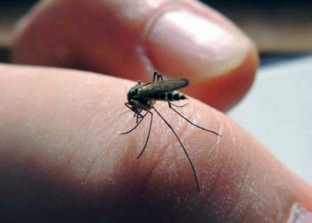 Dengue en Tabasco: 2023 registra segundo mayor índice de mortalidad desde 2018