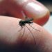 Dengue en Tabasco: 2023 registra segundo mayor índice de mortalidad desde 2018