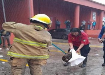Captura Protección Civil serpiente de dos metros en Ruiz Cortines en Villahermosa