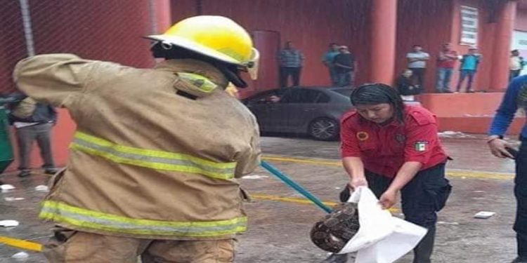 Captura Protección Civil serpiente de dos metros en Ruiz Cortines en Villahermosa