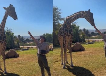 La jirafa Benito logra conocer su nuevo hogar