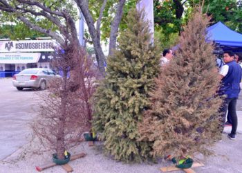 Arranca reciclatón de pinos: Ubica tu centro de acopio