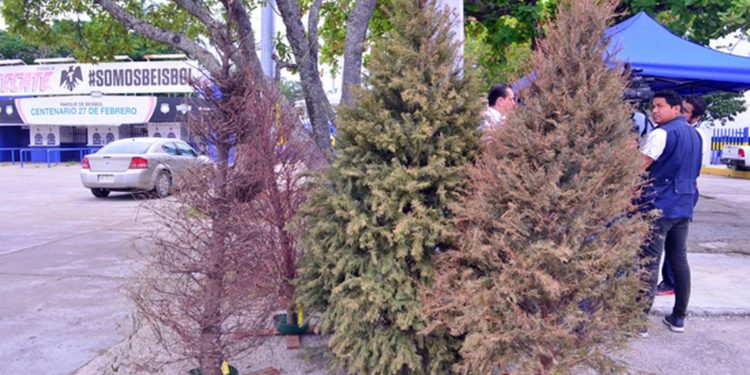 Arranca reciclatón de pinos: Ubica tu centro de acopio