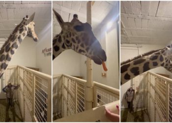 La jirafa Benito llega en buen estado a Africam Safari en Puebla