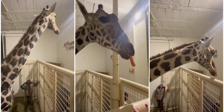 La jirafa Benito llega en buen estado a Africam Safari en Puebla