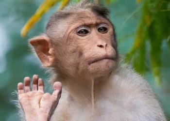 China logra clonación de primates llamado «Retro», mono rhesus