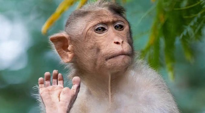 China logra clonación de primates llamado «Retro», mono rhesus