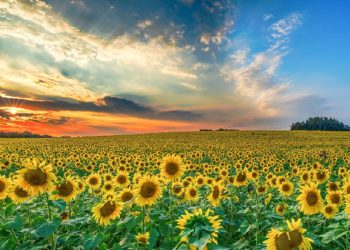 Vuelve la Magia: Santuario de los Girasoles en Balancán abrirá sus puertas en Marzo