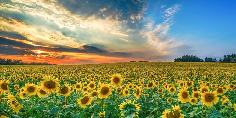 Vuelve la Magia: Santuario de los Girasoles en Balancán abrirá sus puertas en Marzo