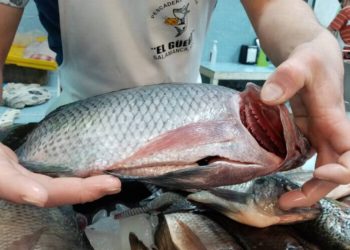 Por cuaresma, refuerza Salud inspecciones sanitarias en expendidos de pescados y mariscos