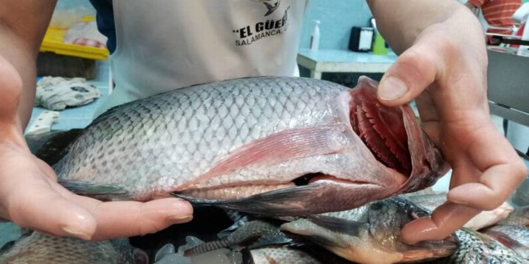 Por cuaresma, refuerza Salud inspecciones sanitarias en expendidos de pescados y mariscos