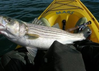 Anuncian XXV Torneo Internacional de pesca de robalo en Balancán
