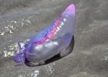 Fragata Portuguesa en aguas cercanas de Cozumel representa peligro para la sociedad