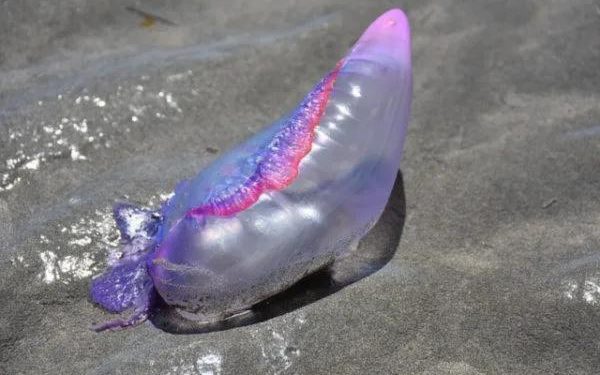 Fragata Portuguesa en aguas cercanas de Cozumel representa peligro para la sociedad