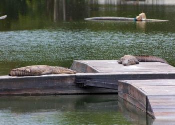 Instalan asoleaderos para cocodrilos en Laguna de las Ilusiones de Tabasco