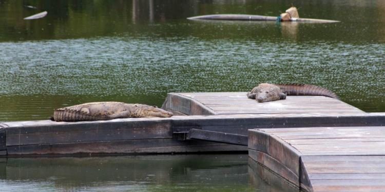 Instalan asoleaderos para cocodrilos en Laguna de las Ilusiones de Tabasco